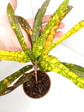 Кротон  Golden Glow 09112022